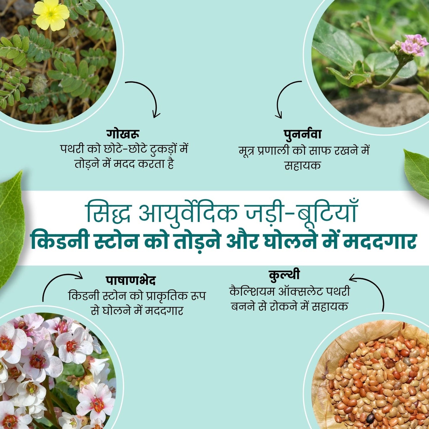 Kidney Stone Crusher Juice (Free Diet Chart & Ayurveda Expert Consultation )