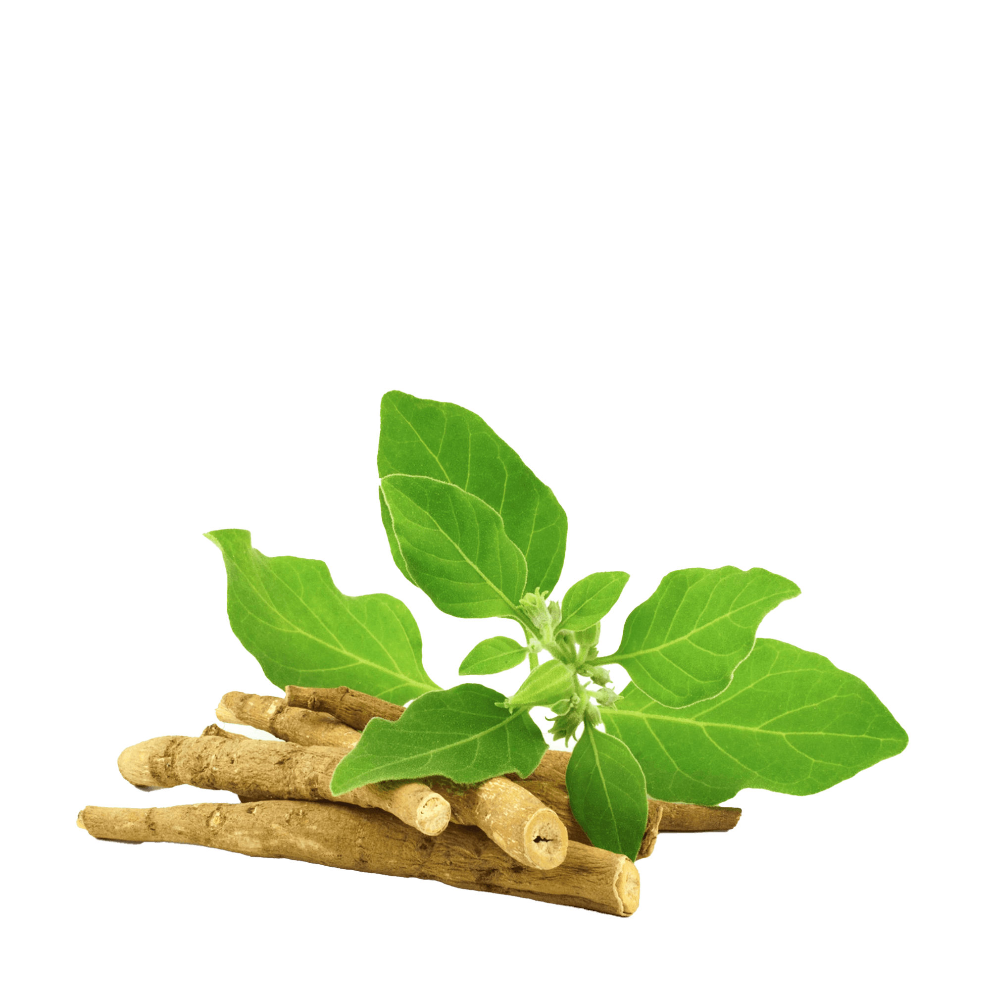 अश्वगंधा